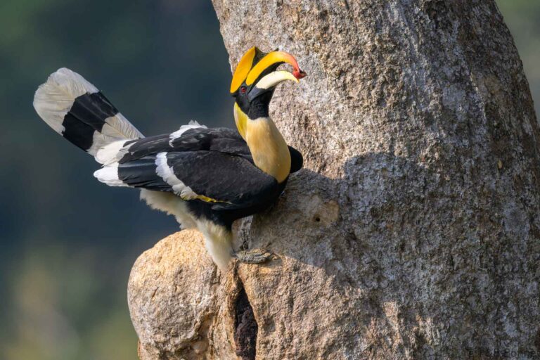 Great hornbill china 5