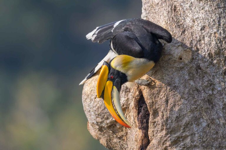 Great hornbill china 6