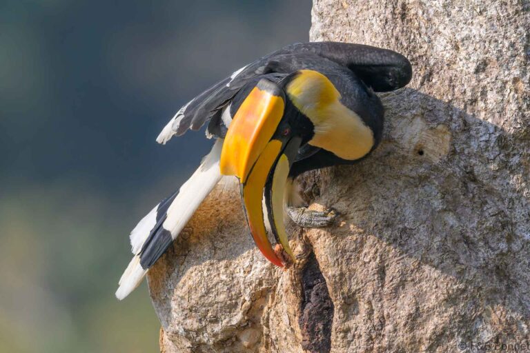 Great hornbill china 7