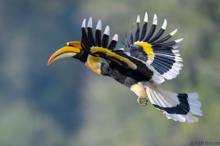 Great hornbill china 8