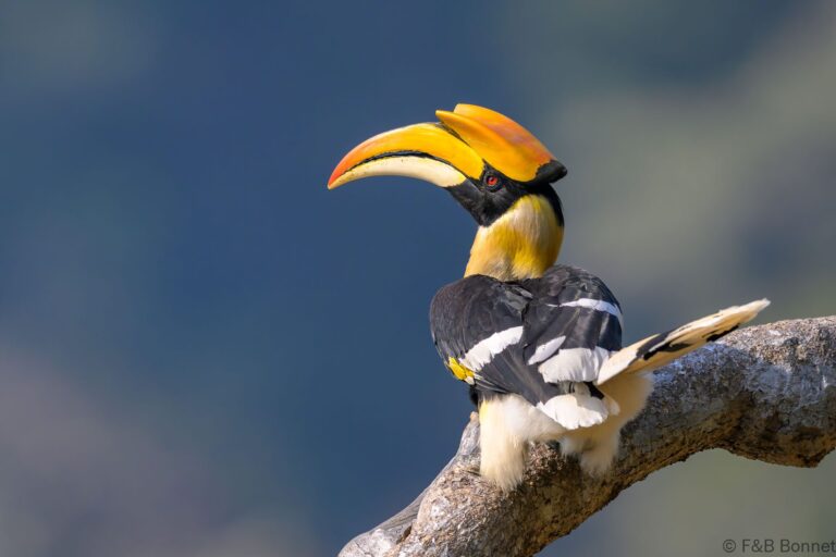 Great hornbill china 9