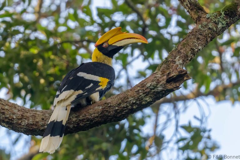 Great hornbill thailand 1