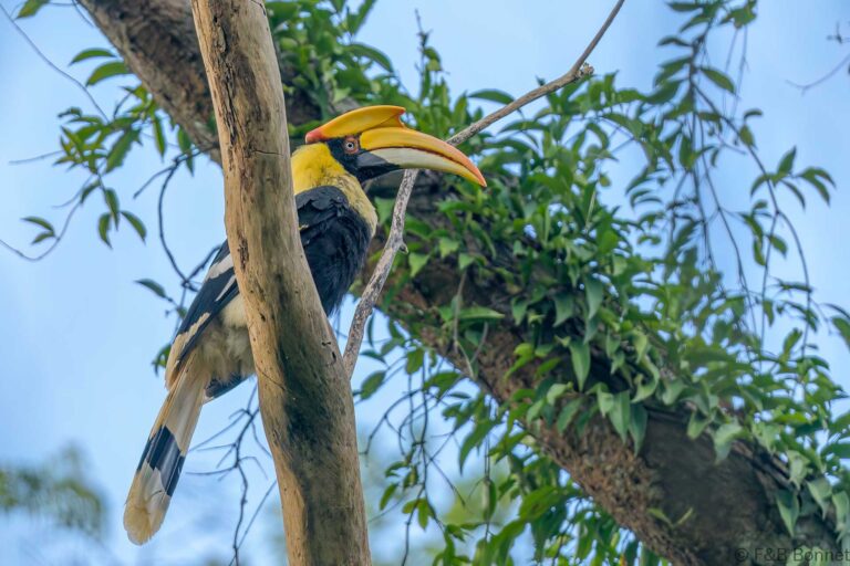Great hornbill thailand 2