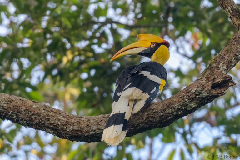Great hornbill thailand 3