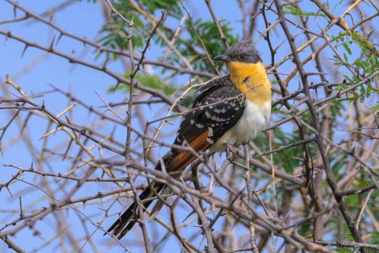 Great Spotted Cuckoo_South Africa-1