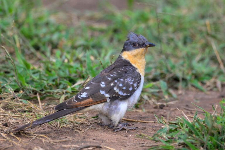 Great Spotted Cuckoo_South Africa-2