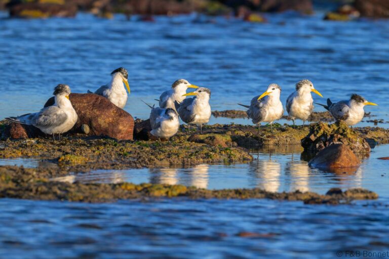 Greater Crested Tern_South Africa-1