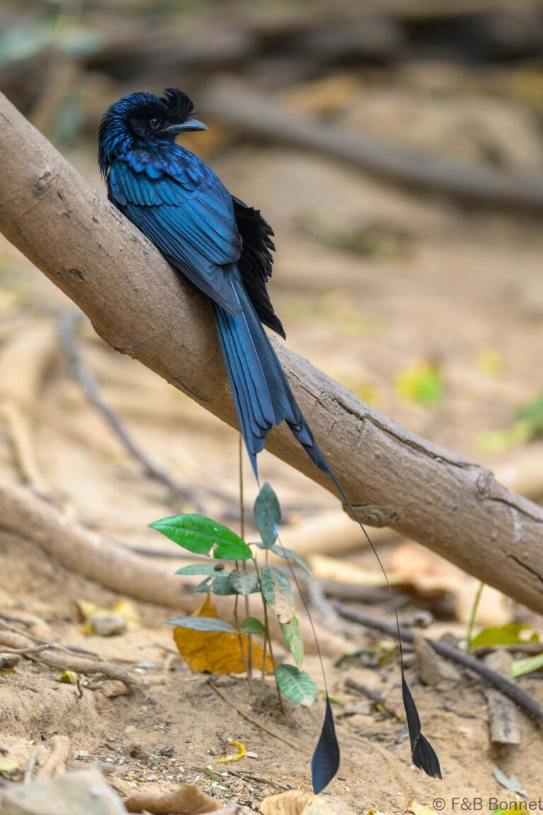 Greater racquet tailed drongo thailand 3