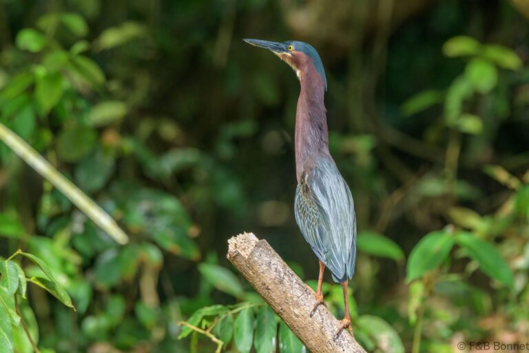 Green heron costa rica 2
