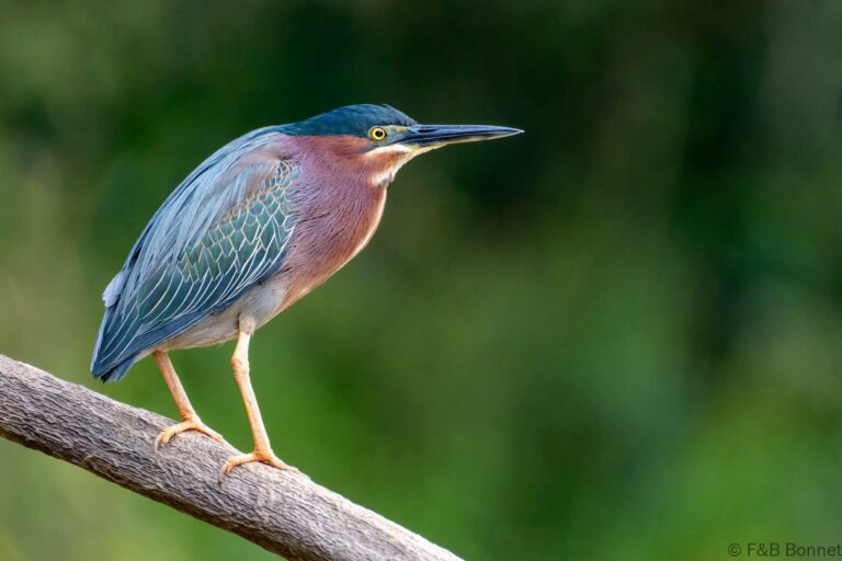 Green heron costa rica 3