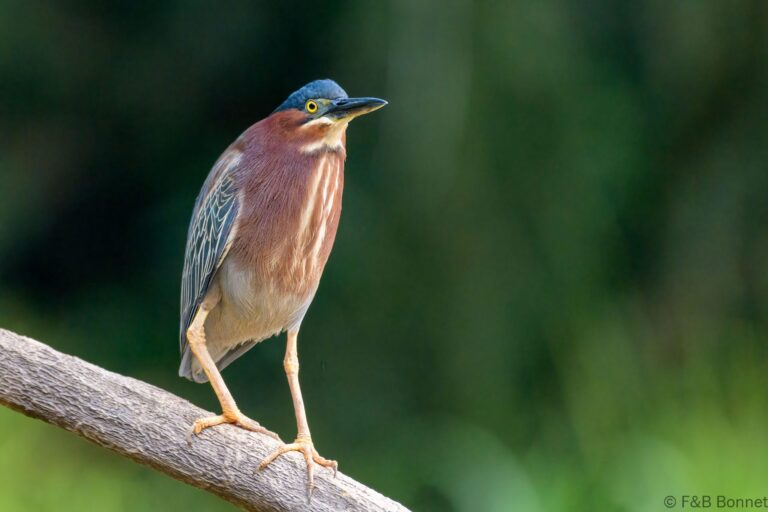 Green heron costa rica 4