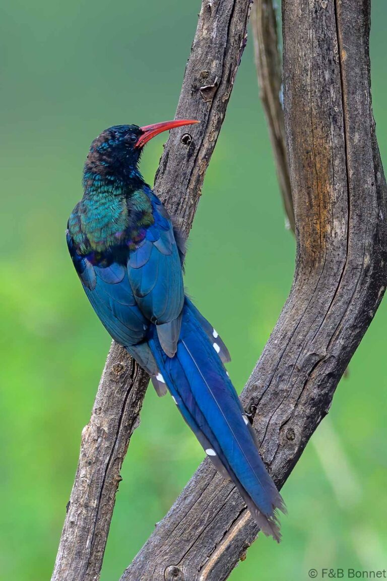 Green Wood-Hoopoe_South Africa-4