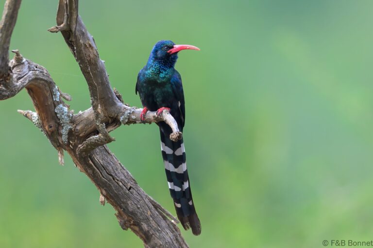 Green Wood-Hoopoe_South Africa-5