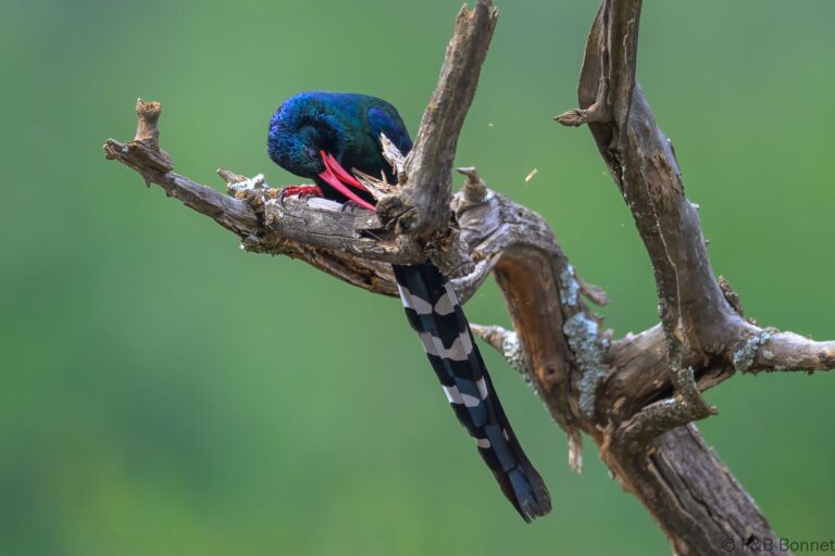 Green Wood-Hoopoe_South Africa-6