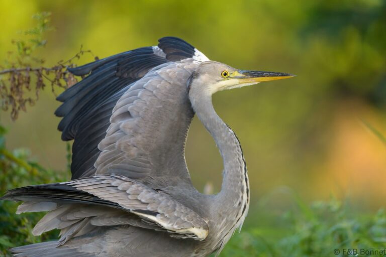 Grey heron france 1