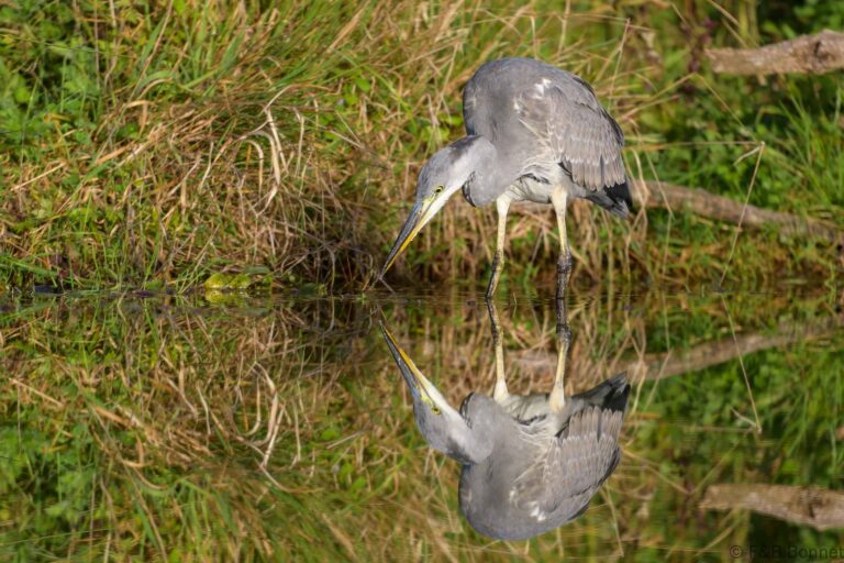 Grey heron france 2