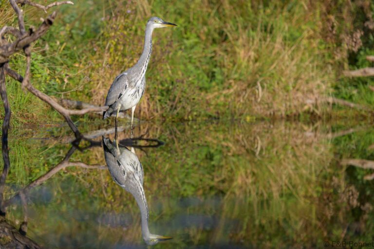 Grey heron france 3