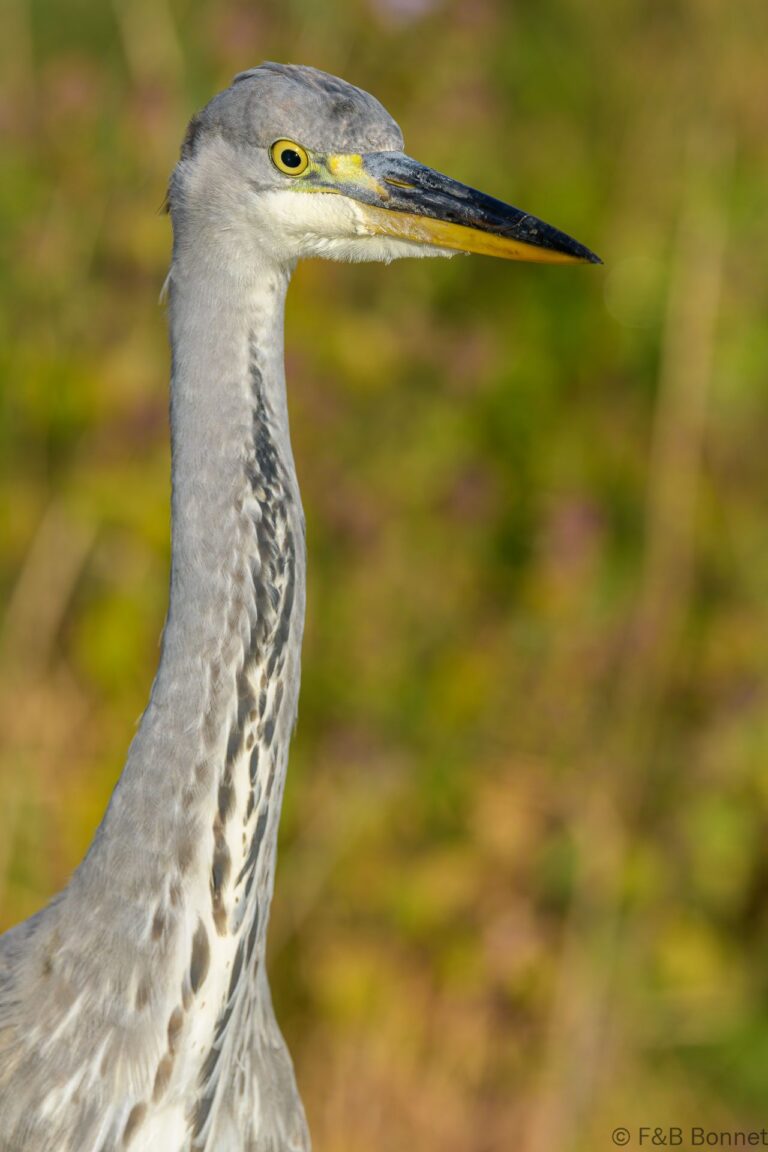 Grey heron france 4