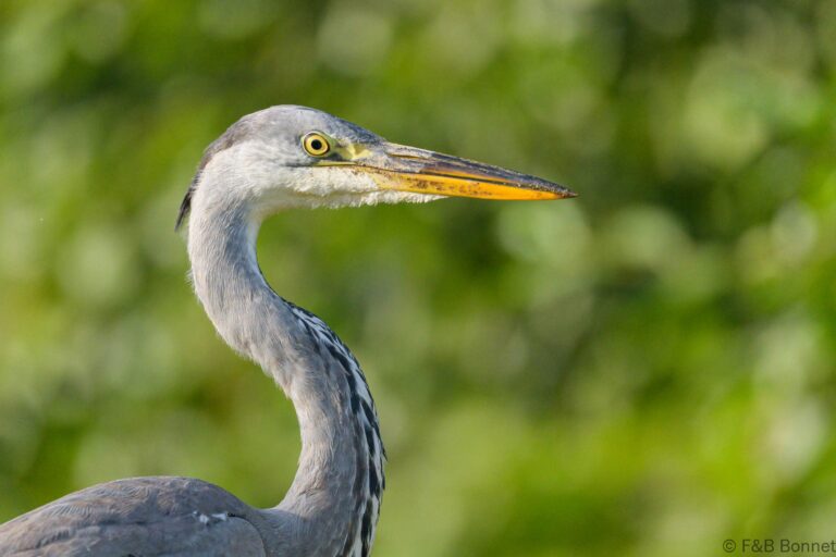 Grey heron france 5