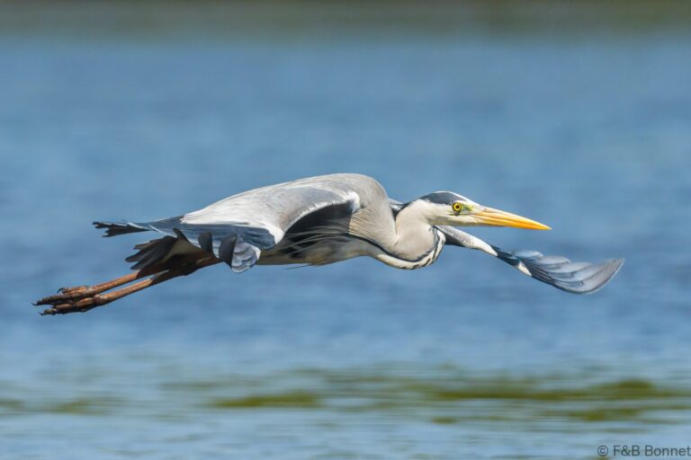Grey heron senegal 1