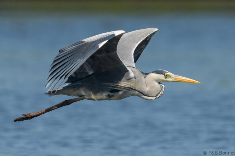 Grey heron senegal 2