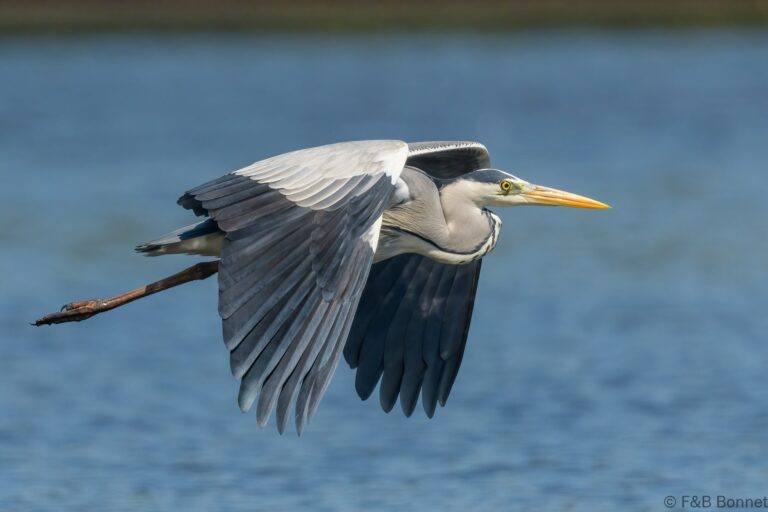 Grey heron senegal 3