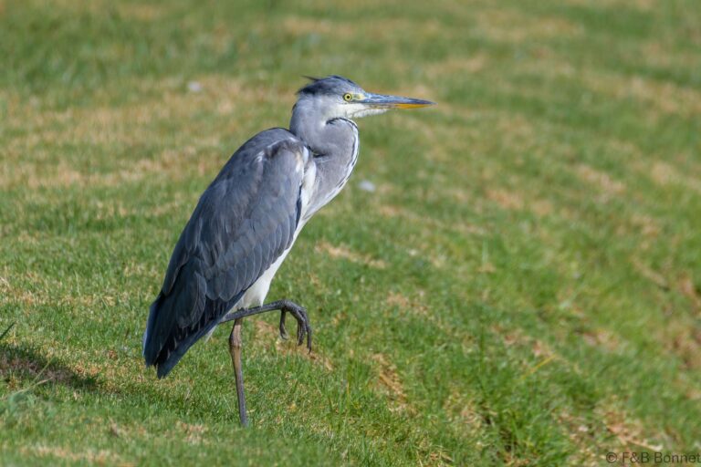 Grey heron south africa 1
