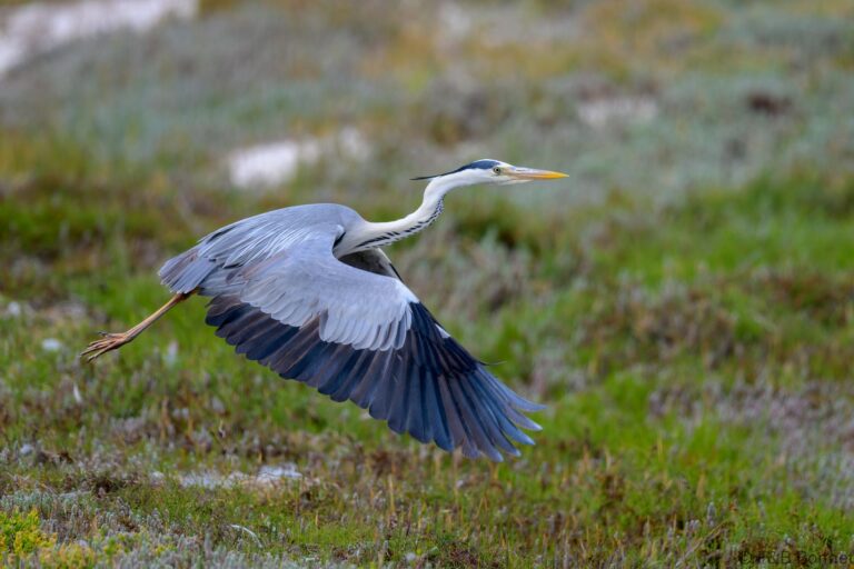 Grey heron south africa 2