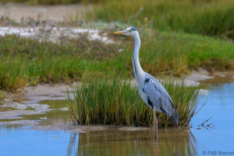 Grey heron south africa 4