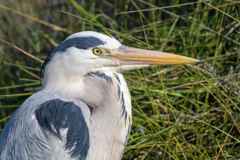 Grey heron south africa 5