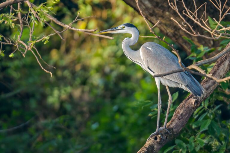 Grey heron thailand 1