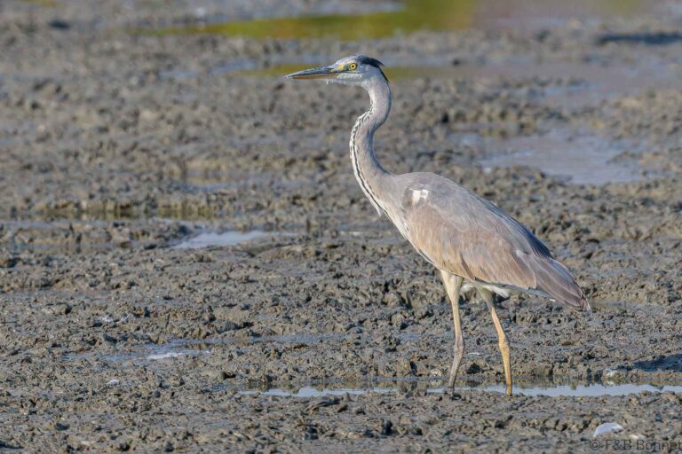 Grey heron thailand 2