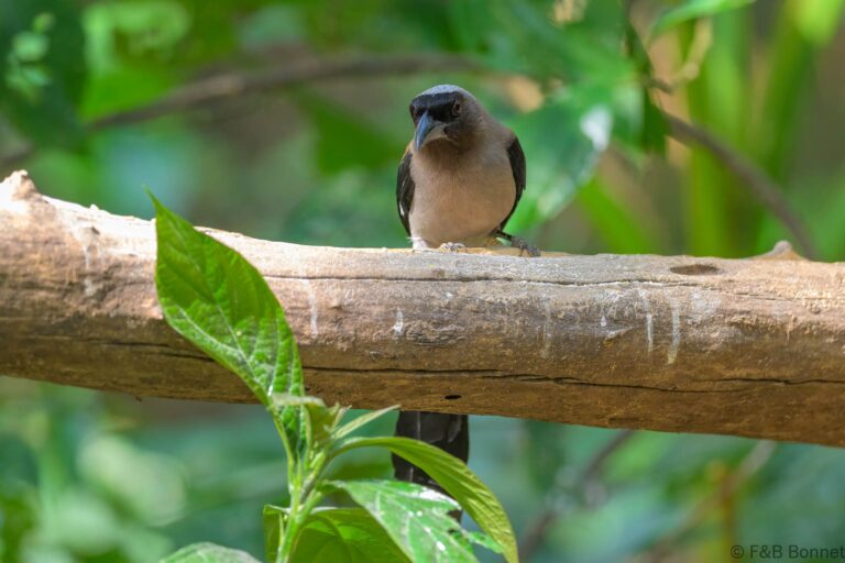Grey Treepie_China-1