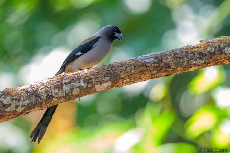 Grey Treepie_China-2