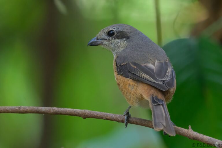 Grey-backed Shrike_China-3
