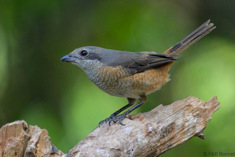 Grey-backed Shrike_China-4