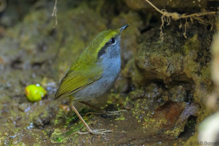 Grey-bellied Tesia_China-1
