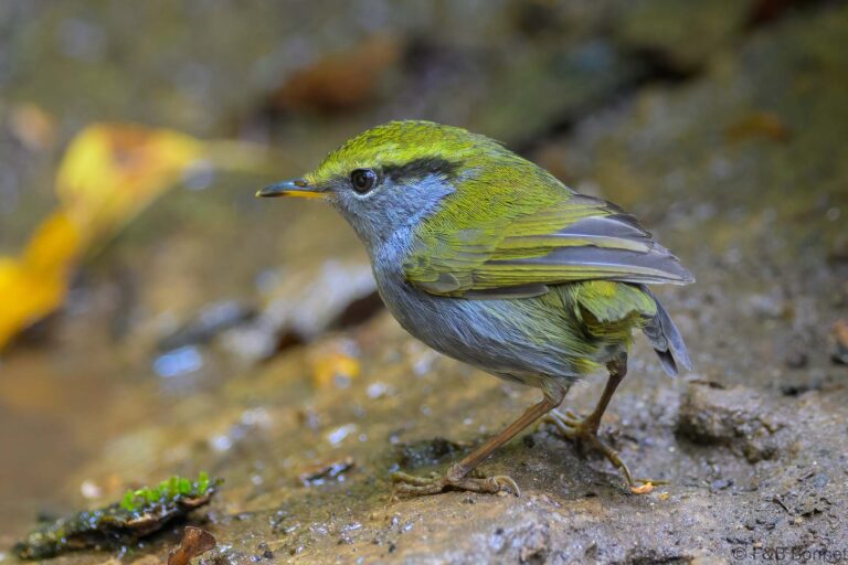 Grey-bellied Tesia_China-3