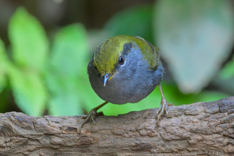 Grey-bellied Tesia_China-4