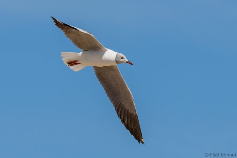 Grey-headed Gull_South Africa-1