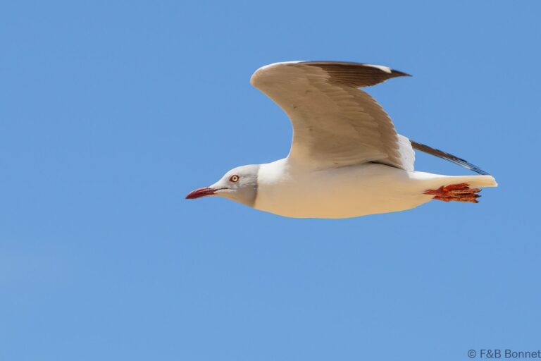 Grey-headed Gull_South Africa-2