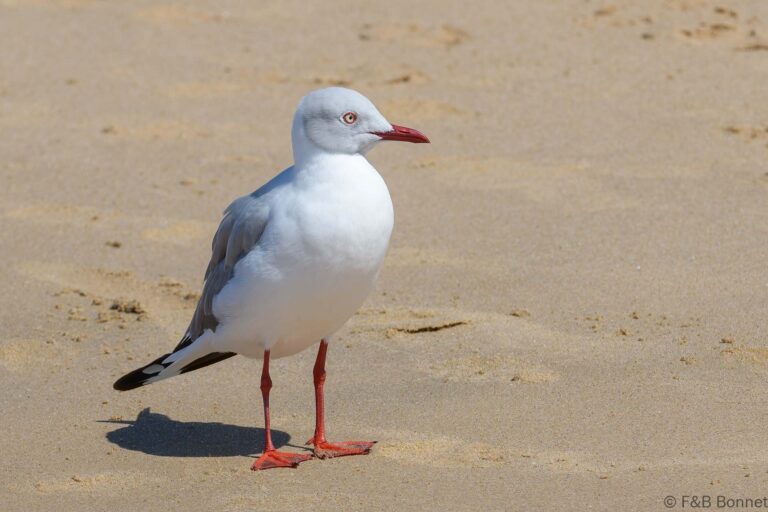 Grey-headed Gull_South Africa-3