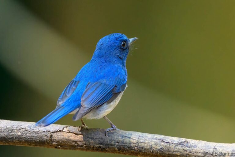Hainan blue flycatcher thailand 1