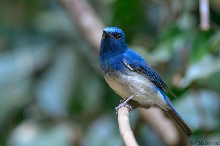 Hainan blue flycatcher thailand 2