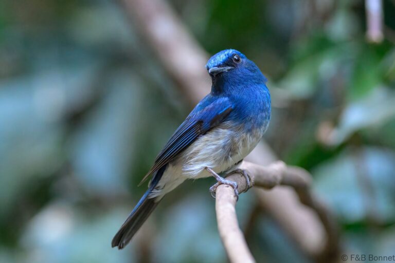 Hainan blue flycatcher thailand 3