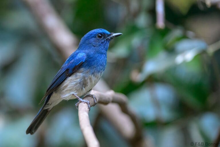 Hainan blue flycatcher thailand 4