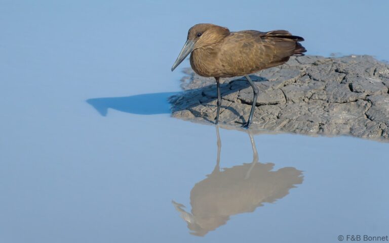Hamerkop botswana 1