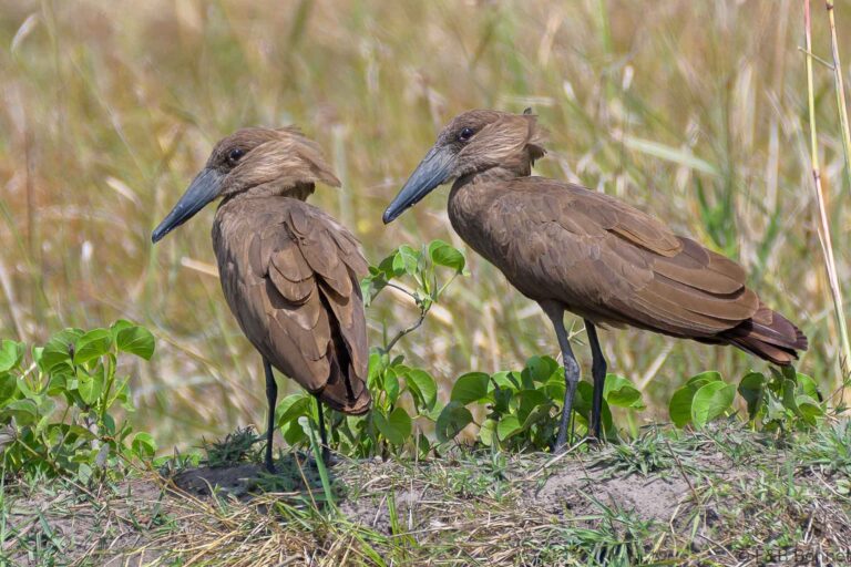 Hamerkop senegal 1