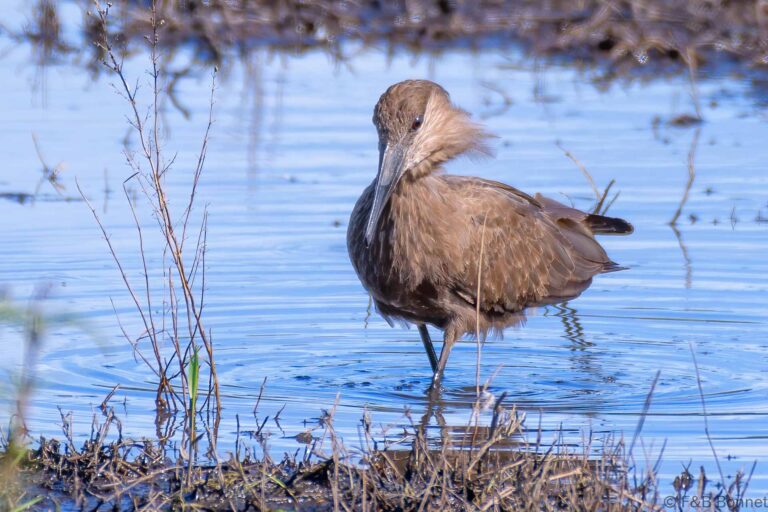 Hamerkop south africa 2