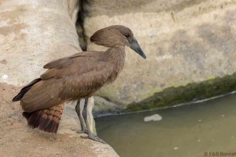 Hamerkop south africa 3